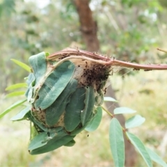 Orgyia anartoides at Molonglo Valley, ACT - 19 Jan 2022