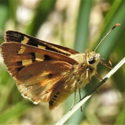 Trapezites eliena (Orange Ochre) at Booth, ACT - 15 Feb 2022 by JohnBundock