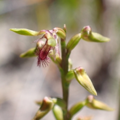 Corunastylis apostasioides (Freak Midge orchid) at Saint George, NSW - 15 Feb 2022 by AnneG1