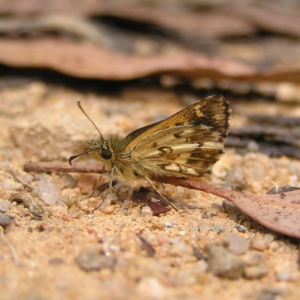 Anisynta monticolae at Cotter River, ACT - 13 Feb 2022