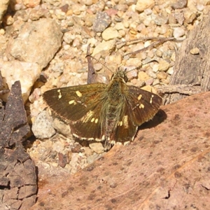 Anisynta monticolae at Cotter River, ACT - suppressed