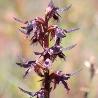 Corunastylis superba (Superb Midge Orchid) at Saint George, NSW - 15 Feb 2022 by AnneG1