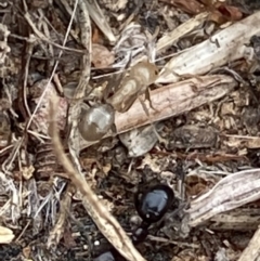 Papyrius nitidus (Shining Coconut Ant) at Wanniassa Hill - 28 Jan 2022 by RAllen