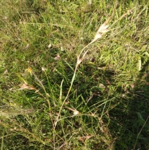 Themeda triandra at Hackett, ACT - 11 Feb 2022