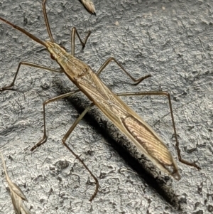 Mutusca brevicornis at Watson, ACT - 10 Feb 2022 03:57 PM