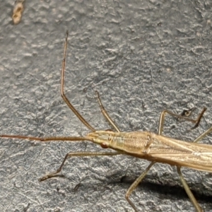 Mutusca brevicornis at Watson, ACT - 10 Feb 2022 03:57 PM