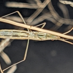 Mutusca brevicornis at Watson, ACT - 10 Feb 2022 03:57 PM