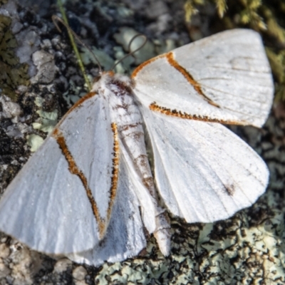 Thalaina selenaea (Orange-rimmed Satin Moth) at Tidbinbilla Nature Reserve - 8 Feb 2022 by SWishart