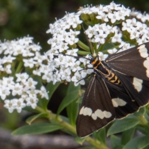 Nyctemera amicus at Paddys River, ACT - 9 Feb 2022 03:41 PM