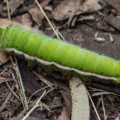 Opodiphthera helena (Helena Gum Moth) at Tidbinbilla Nature Reserve - 9 Feb 2022 by SWishart