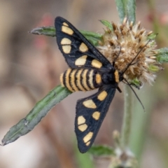 Amata (genus) (Handmaiden Moth) at Paddys River, ACT - 9 Feb 2022 by SWishart
