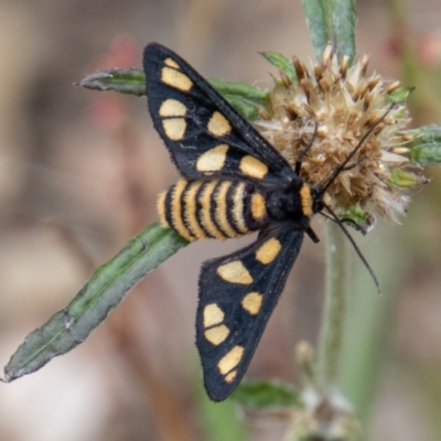 Amata (genus) (Handmaiden Moth) at Paddys River, ACT - 9 Feb 2022 by SWishart