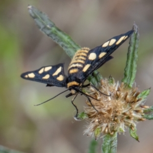 Amata (genus) at Paddys River, ACT - 9 Feb 2022