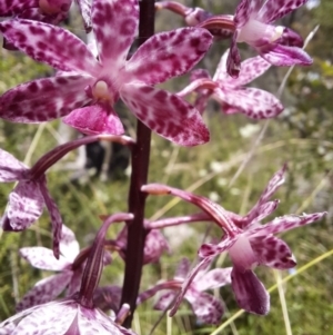 Dipodium punctatum at Paddys River, ACT - 14 Feb 2022