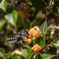 Megachile (Eutricharaea) maculariformis (Gold-tipped leafcutter bee) at ANBG - 14 Feb 2022 by Roger