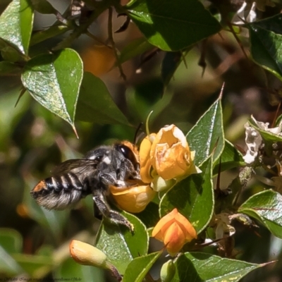 Megachile (Eutricharaea) maculariformis (Gold-tipped leafcutter bee) at ANBG - 14 Feb 2022 by Roger