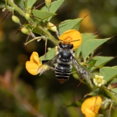 Megachile (Eutricharaea) maculariformis at Acton, ACT - 14 Feb 2022