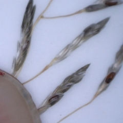 Eragrostis trachycarpa at Watson, ACT - 10 Feb 2022 03:57 PM