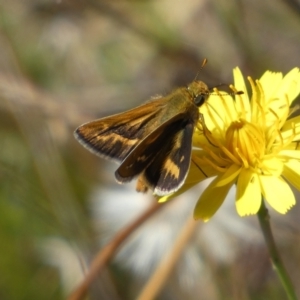 Taractrocera papyria at Googong, NSW - 15 Feb 2022 10:09 AM