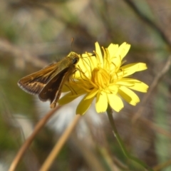 Taractrocera papyria at Googong, NSW - 15 Feb 2022 10:09 AM