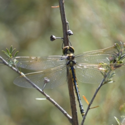 Hemicordulia tau (Tau Emerald) at Googong Foreshore - 15 Feb 2022 by SteveBorkowskis