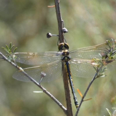 Hemicordulia tau (Tau Emerald) at Googong Foreshore - 14 Feb 2022 by Steve_Bok