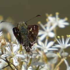 Dispar compacta (Barred Skipper) at Googong, NSW - 14 Feb 2022 by Steve_Bok