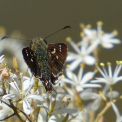 Dispar compacta (Barred Skipper) at Googong Foreshore - 14 Feb 2022 by Steve_Bok