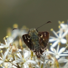 Dispar compacta at Googong, NSW - 15 Feb 2022