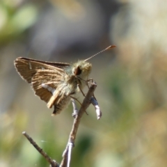 Dispar compacta (Barred Skipper) at Googong, NSW - 15 Feb 2022 by SteveBorkowskis