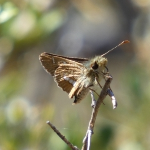 Dispar compacta at Googong, NSW - 15 Feb 2022