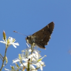 Dispar compacta (Barred Skipper) at Googong Foreshore - 15 Feb 2022 by Steve_Bok