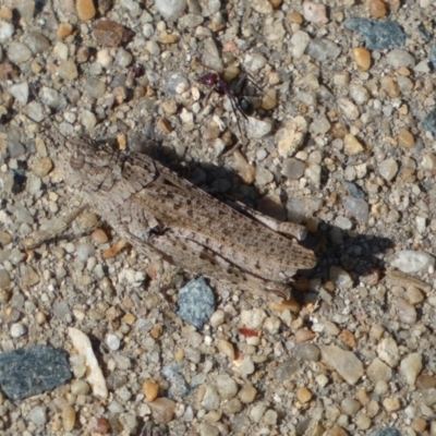 Urnisa sp. (genus) (A short horned grasshopper) at Googong, NSW - 15 Feb 2022 by SteveBorkowskis