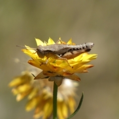 Phaulacridium vittatum (Wingless Grasshopper) at Googong, NSW - 15 Feb 2022 by SteveBorkowskis