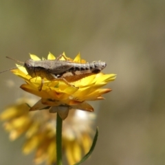 Phaulacridium vittatum at Googong, NSW - 15 Feb 2022