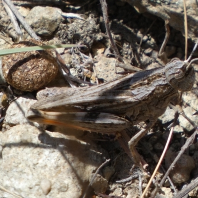 Peakesia hospita (Common Peakesia Grasshopper) at Googong Foreshore - 15 Feb 2022 by Steve_Bok