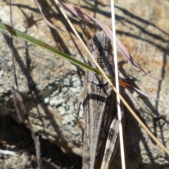 Peakesia hospita at Googong, NSW - 15 Feb 2022