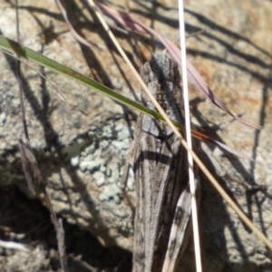 Peakesia hospita at Googong, NSW - 15 Feb 2022