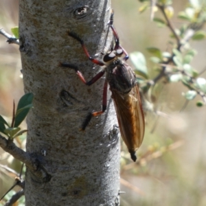 Neoaratus hercules at Googong, NSW - 15 Feb 2022