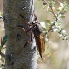 Neoaratus hercules at Googong, NSW - 15 Feb 2022