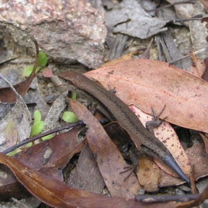 Lampropholis guichenoti at Cotter River, ACT - 13 Feb 2022 02:45 PM