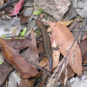 Lampropholis guichenoti at Cotter River, ACT - 13 Feb 2022 02:45 PM