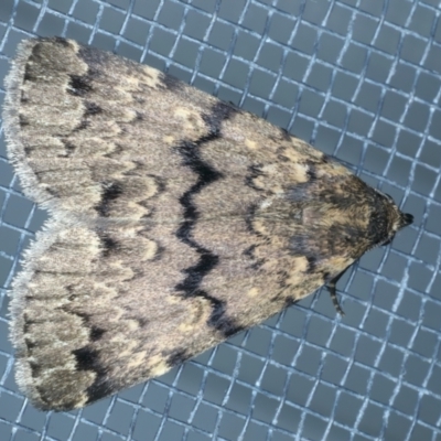 Mormoscopa phricozona (A Herminiid Moth) at Tumut, NSW - 12 Feb 2022 by jb2602