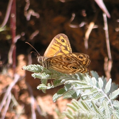 Geitoneura acantha (Ringed Xenica) at Cotter River, ACT - 13 Feb 2022 by MatthewFrawley