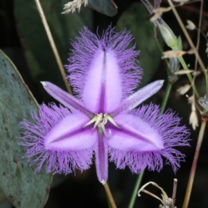 Thysanotus tuberosus at Pinbeyan, NSW - 13 Feb 2022