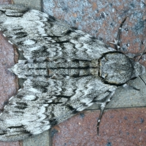 Psilogramma casuarinae at Tumut, NSW - 12 Feb 2022