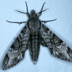 Psilogramma casuarinae at Tumut, NSW - 12 Feb 2022