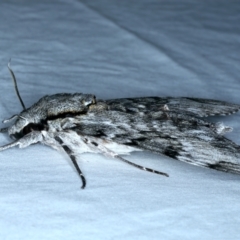 Psilogramma casuarinae at Tumut, NSW - 12 Feb 2022