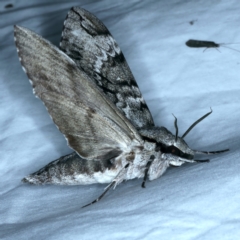 Psilogramma casuarinae at Tumut, NSW - 12 Feb 2022