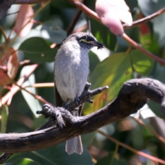Caligavis chrysops (Yellow-faced Honeyeater) at Talbingo, NSW - 13 Feb 2022 by jb2602